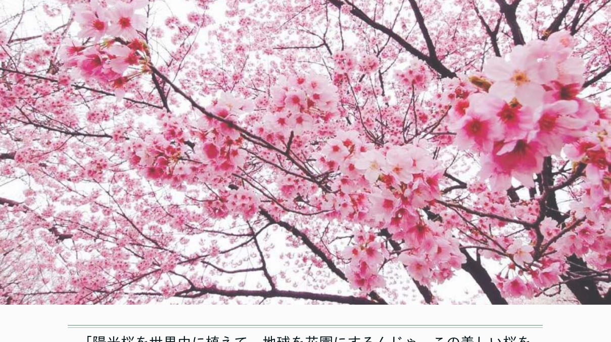 陽光桜ストーリー