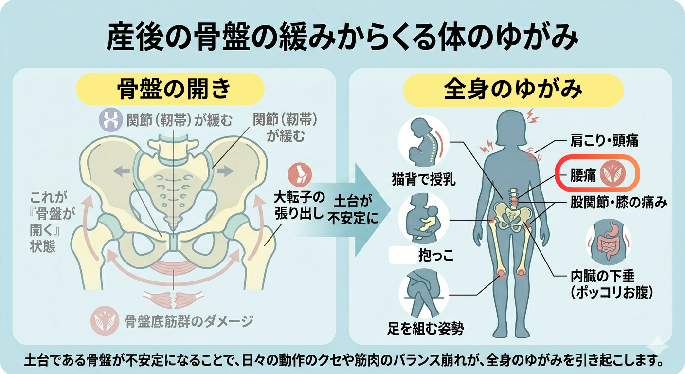 首、肩周囲の筋肉。