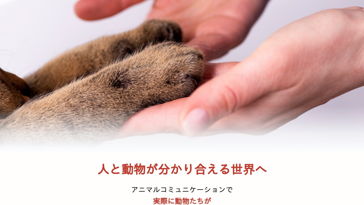 【アファメーションカード】キュートな動物に癒される✨アニマルセラピーカード ICカードステッカー Fun ic card sticker IC05 良い夢Mitaica