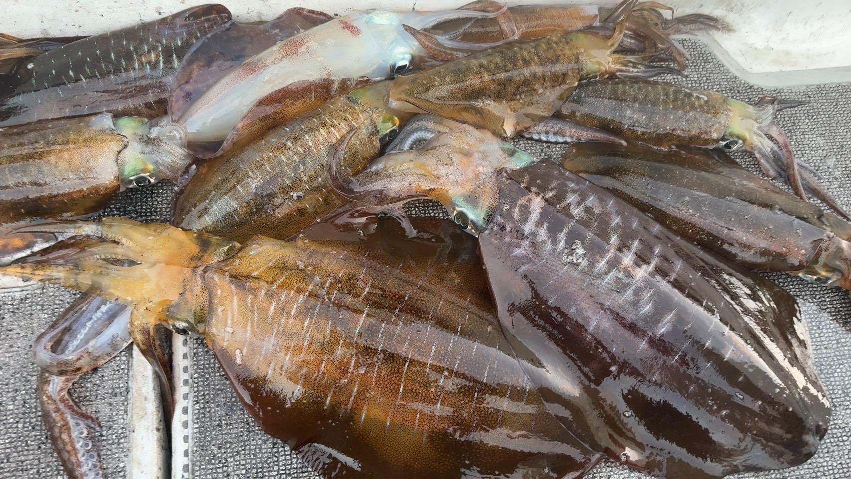対馬浅茅湾ティップラン