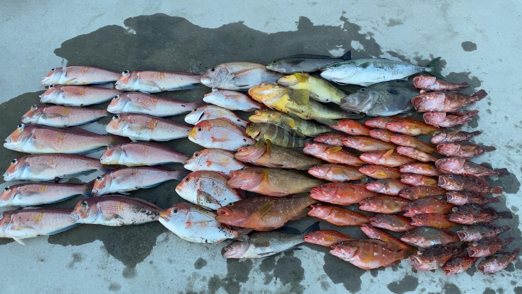 対馬　アマラバ