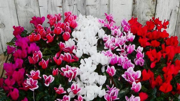 波動健康サロン　ブルンネン店内  　波動測定器 レヨコンプ