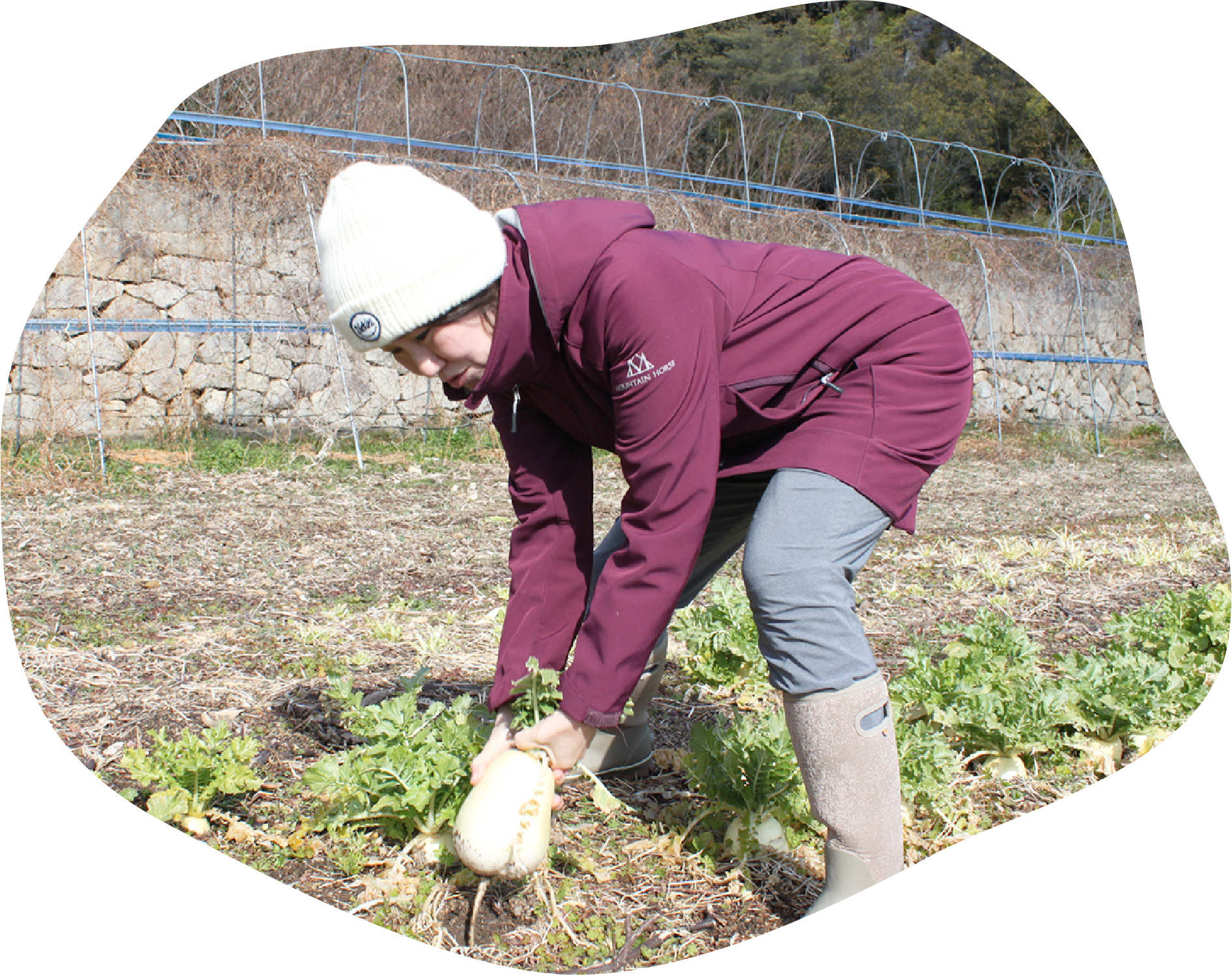 宮島農園で出来た野菜を自ら収穫