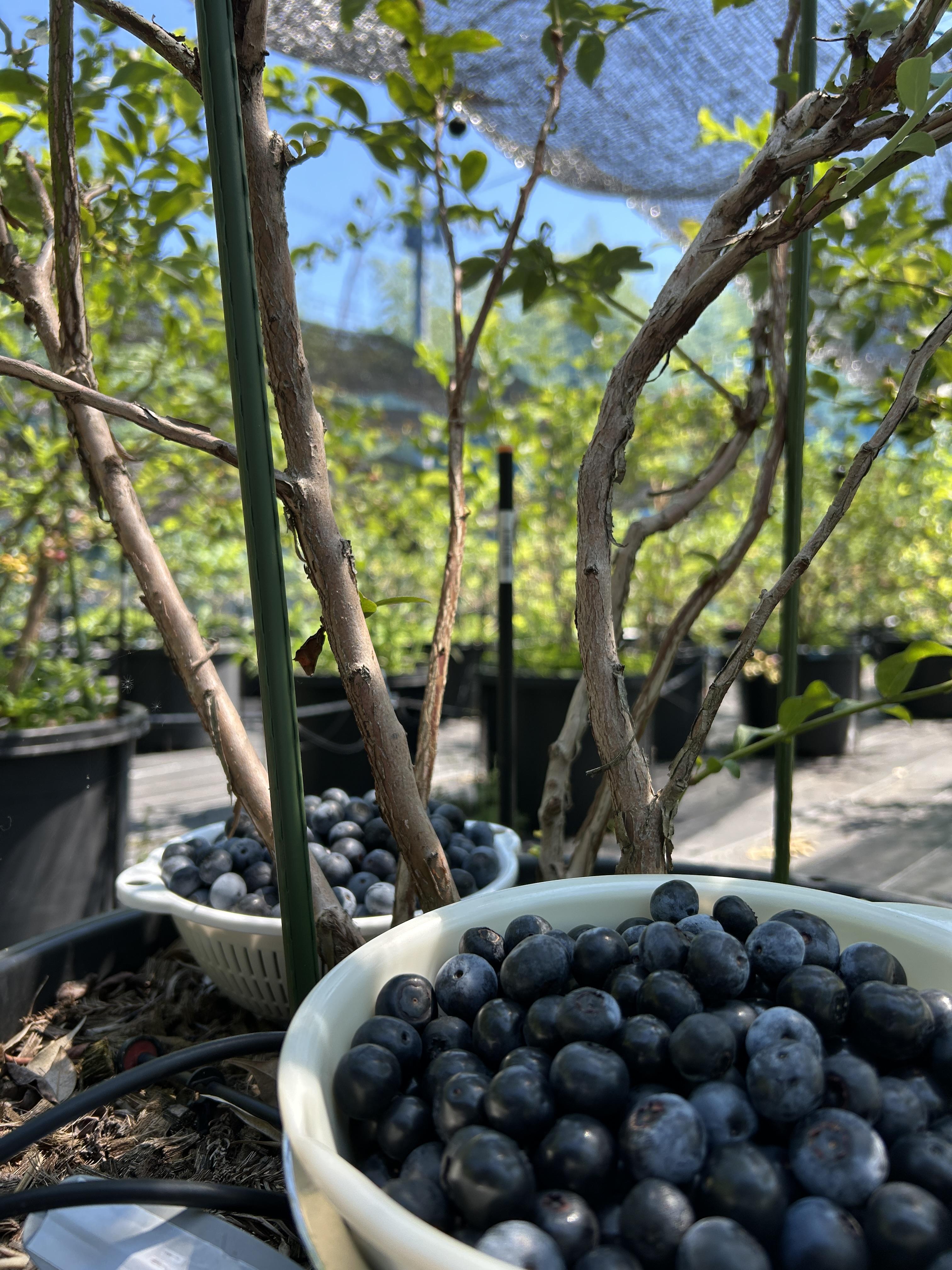 ブルーベリー（生果）1000gの商品画像