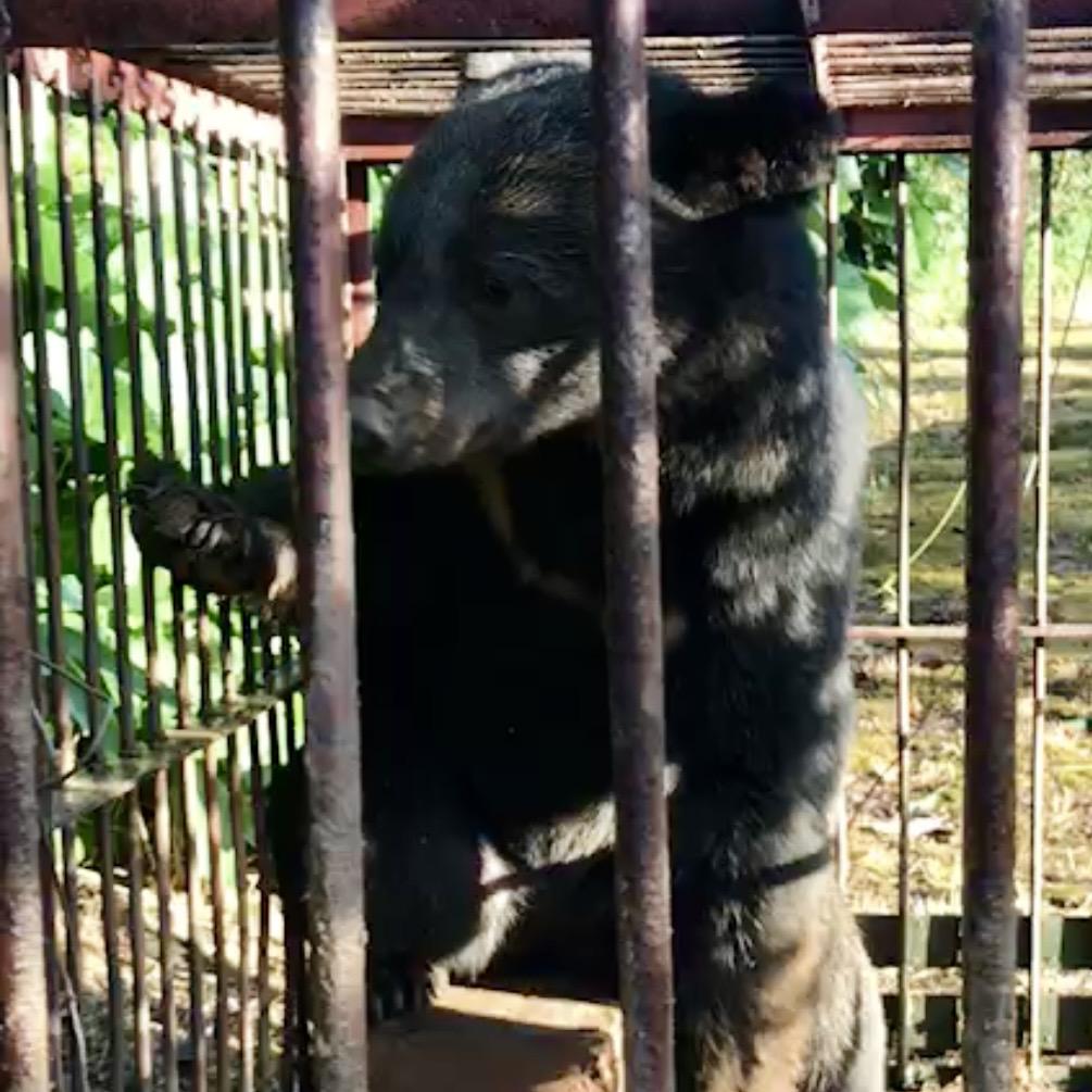 有害鳥獣イノシシ