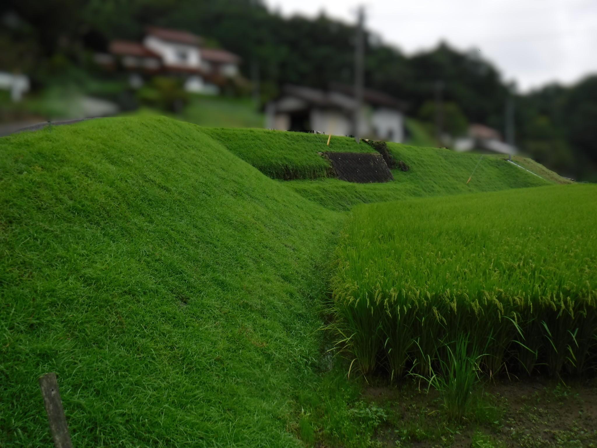 芝を植えたみどりのきれいな雲南市の水田法面