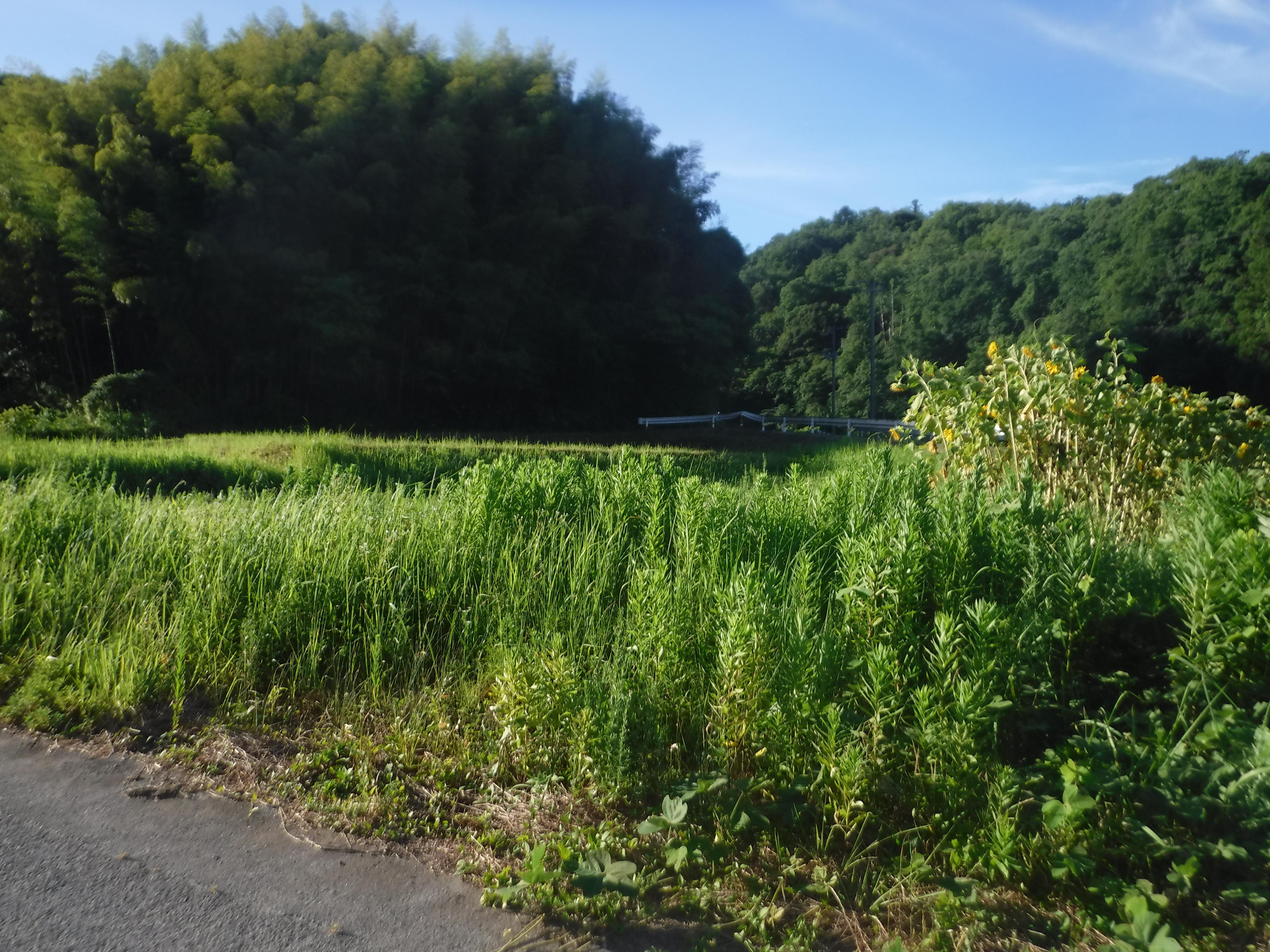 松江市の敷地一面に草が大量に生えている状態