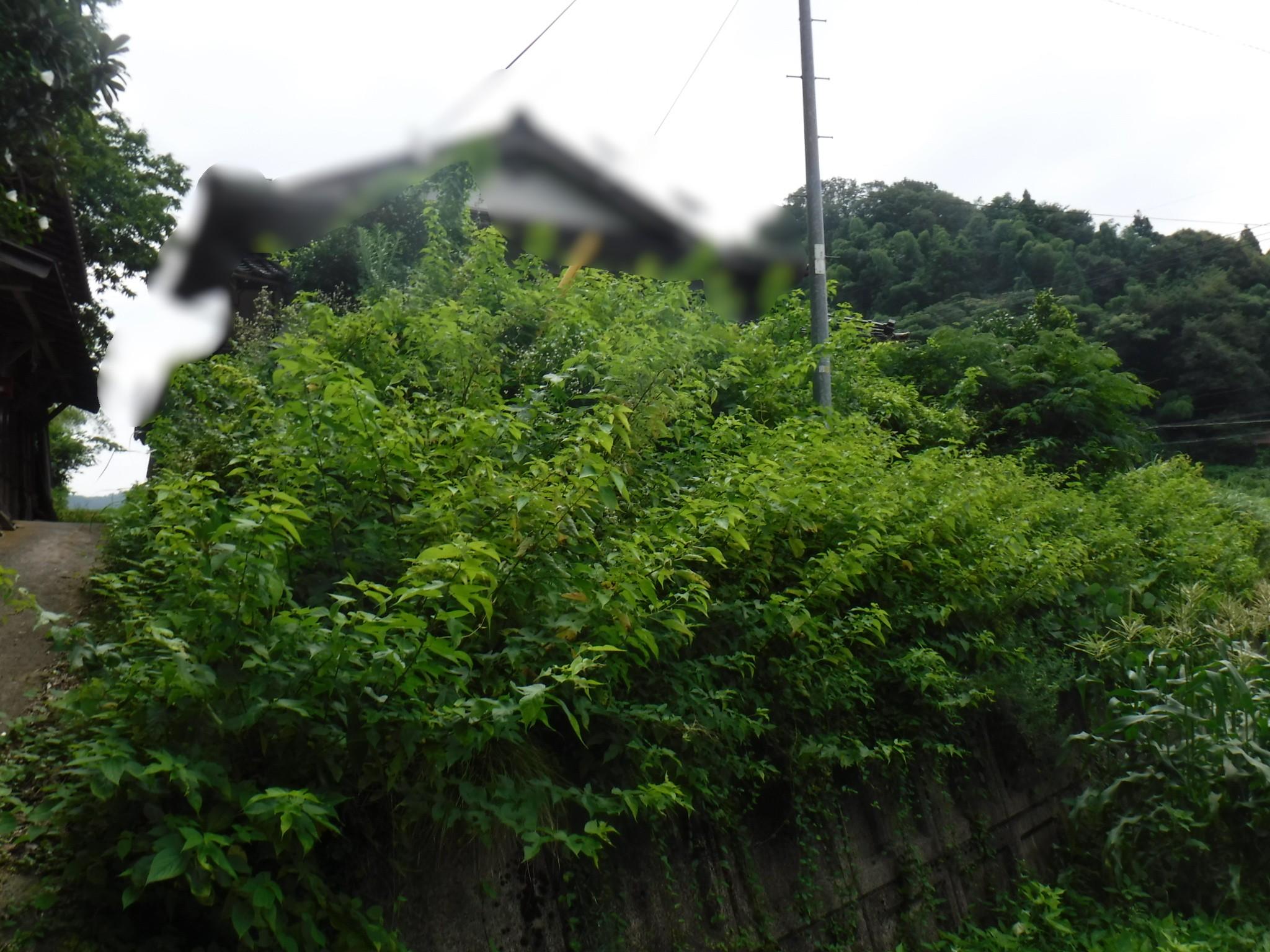 雲南市　家の前が草が生い茂った状態