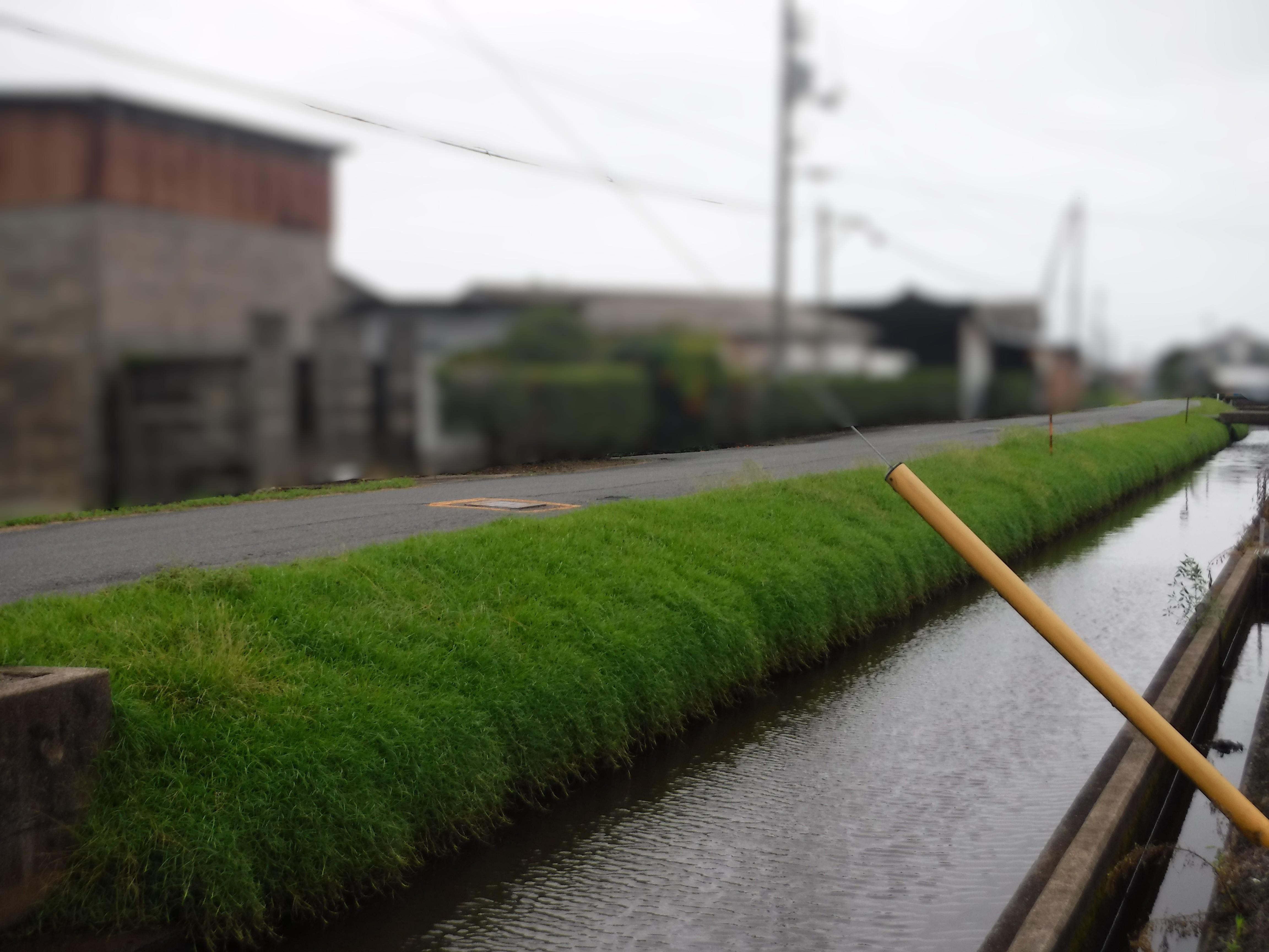 安来市で芝植え　雑草対策