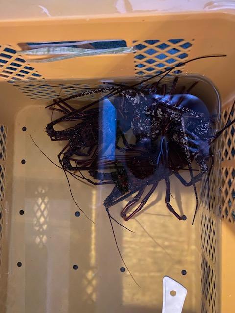 真鯛・イサキ 地魚刺身盛り合わせ