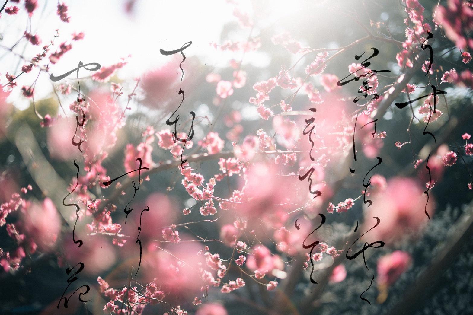 カメラマンとのコラボ作品（写真×書道）