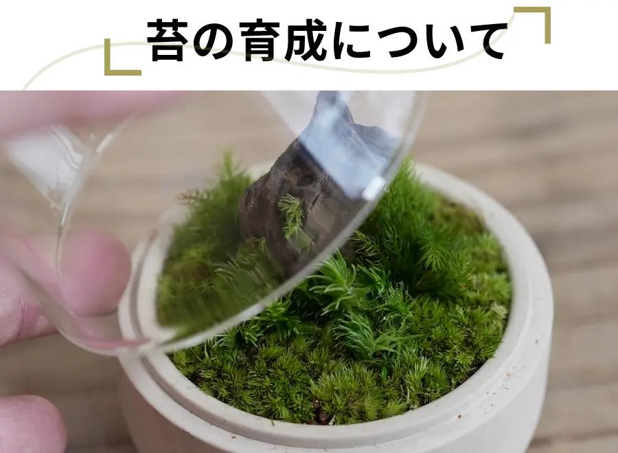 TERRA MOSS テラモス 大型 天然苔 苔玉 インテリア ハンドメイド Yeonlijea】手軽に育てる 苔テラリウムインテリア