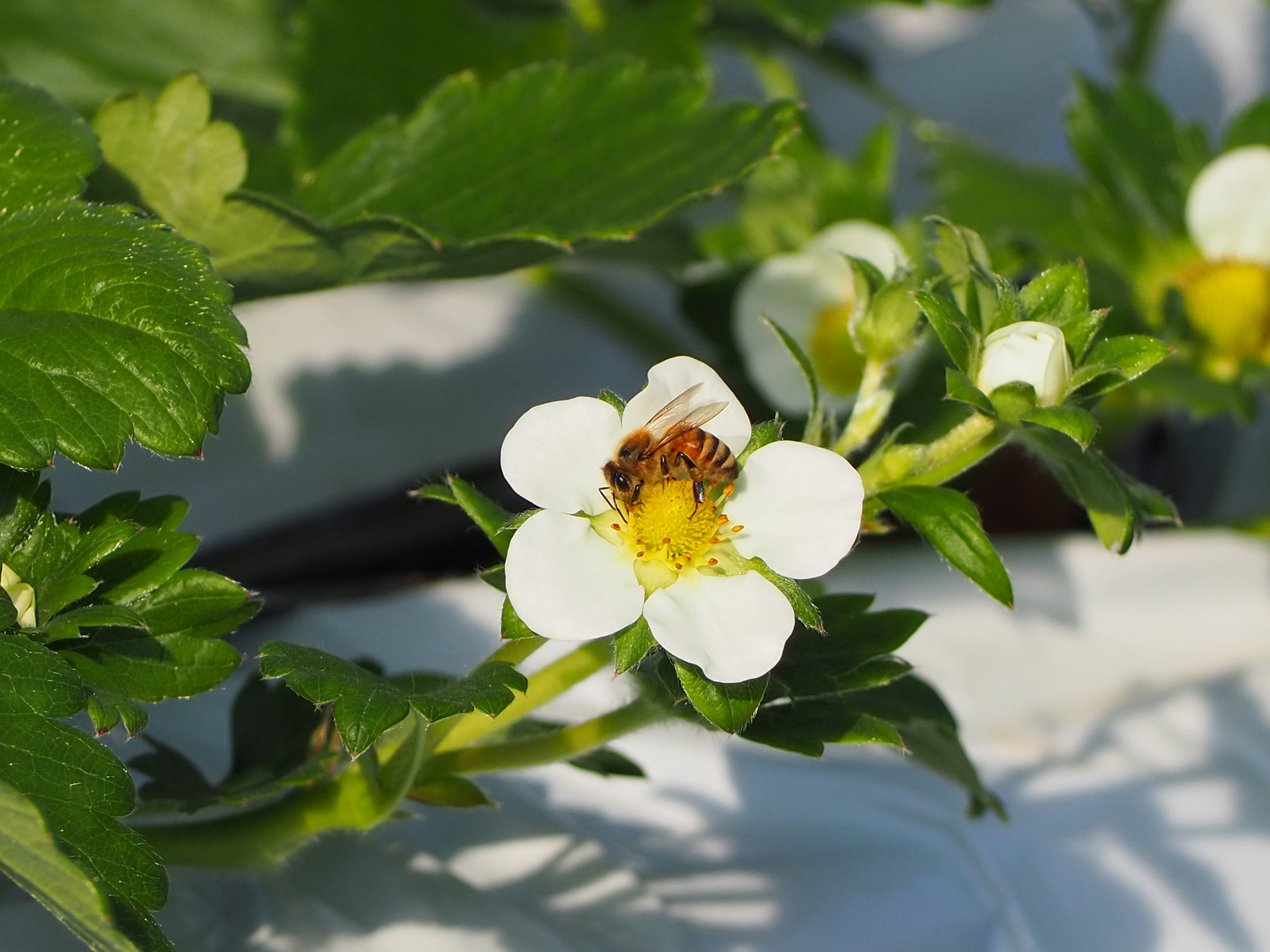 ミツバチがいちごの花にとまっている写真
