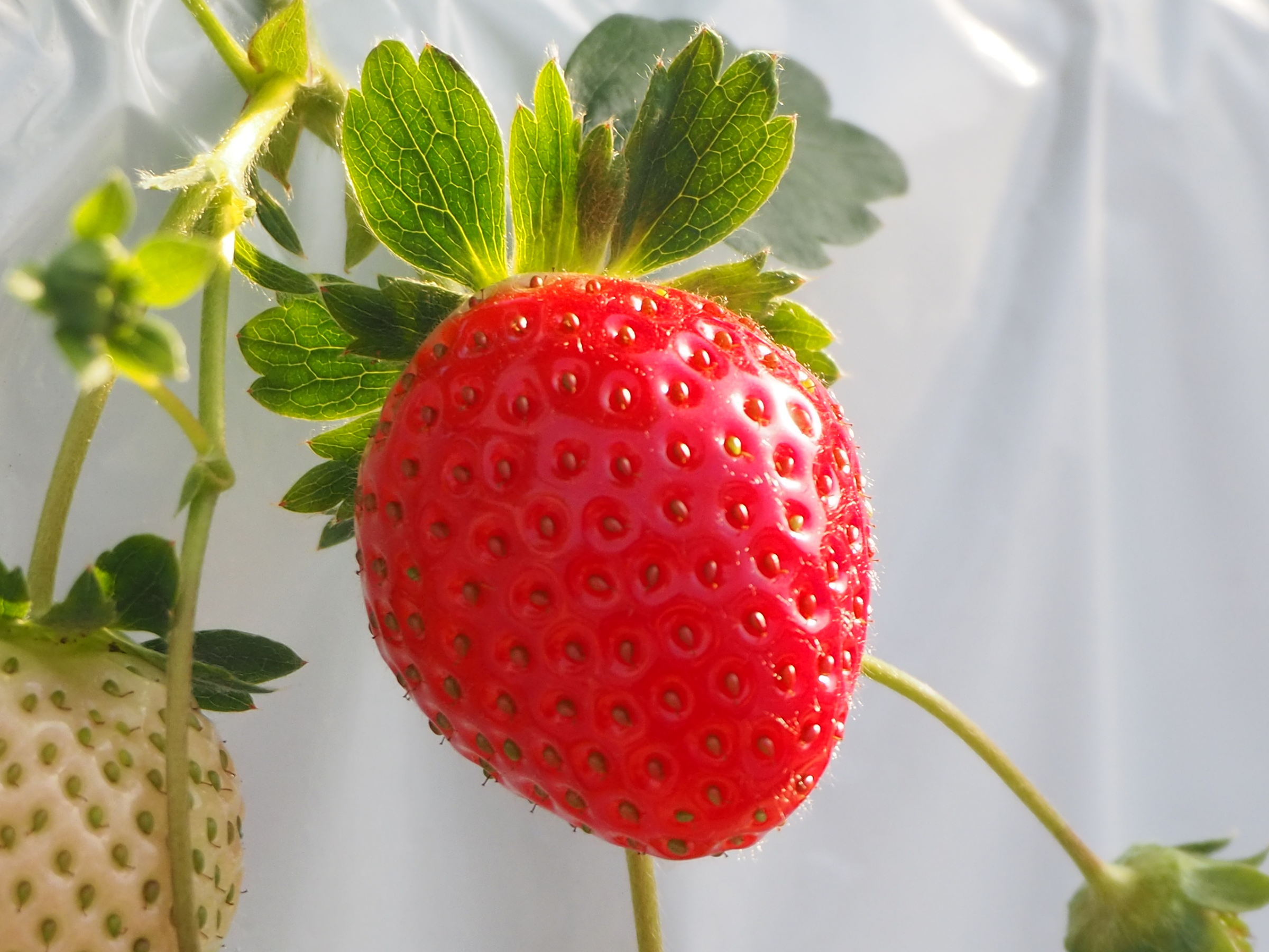 まっかな完熟いちごの写真