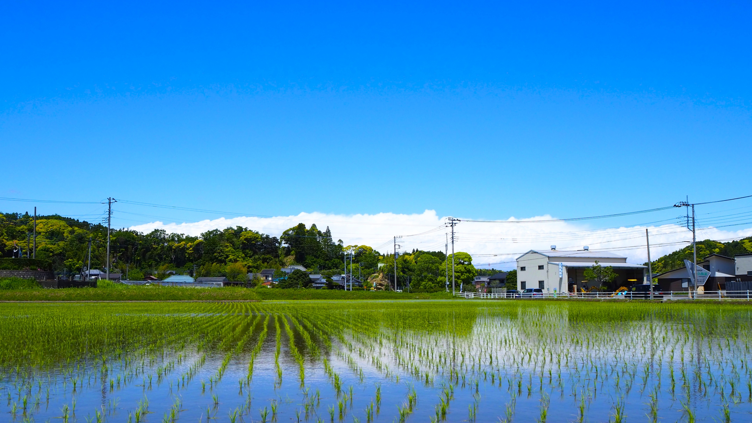 新治地区の田んぼの様子写真