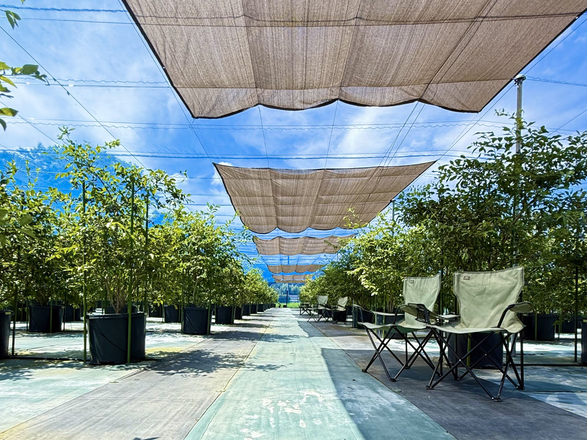 茂原ブルーベリー園の写真