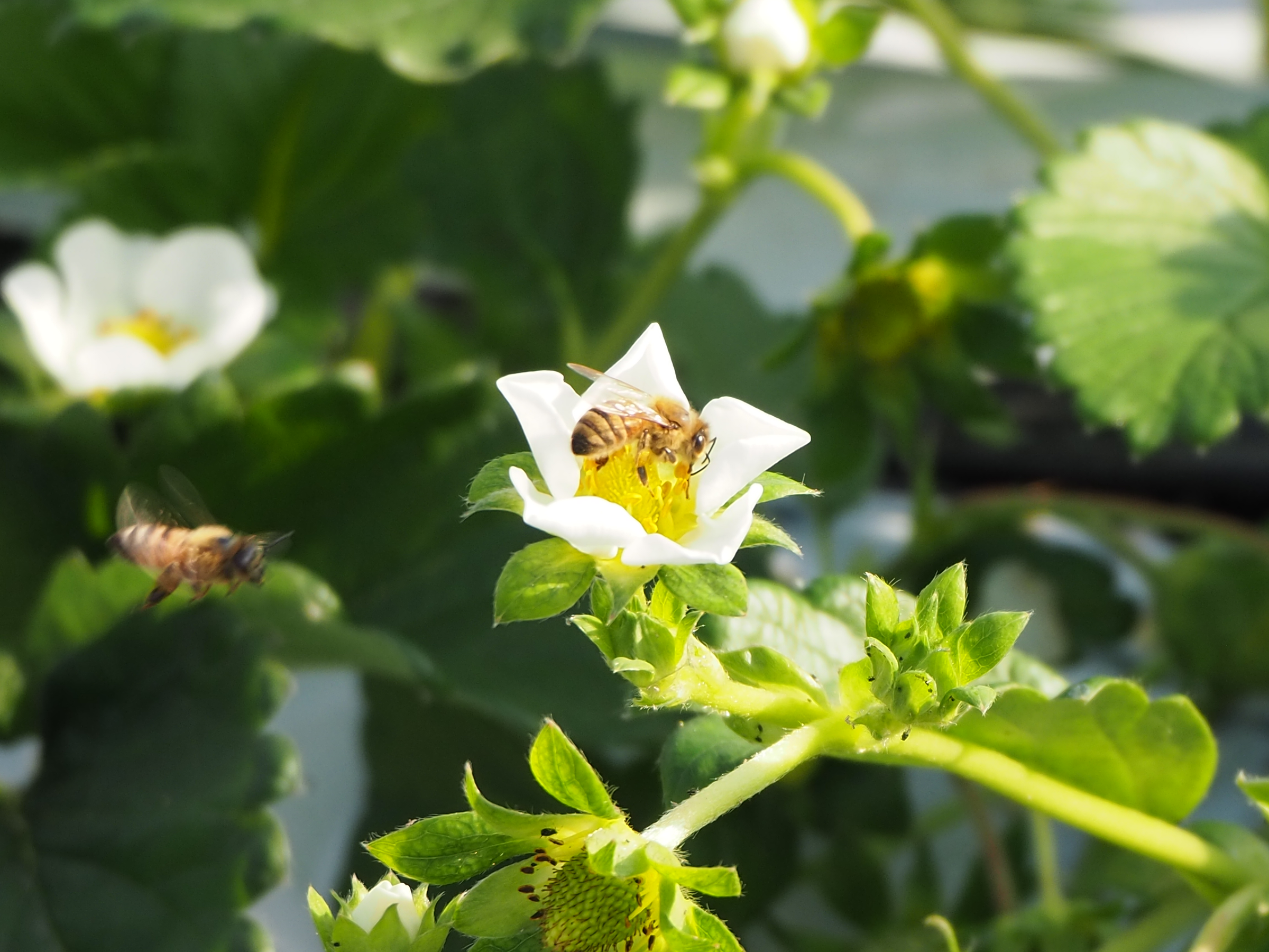 いちごの受粉をミツバチが手伝っている写真