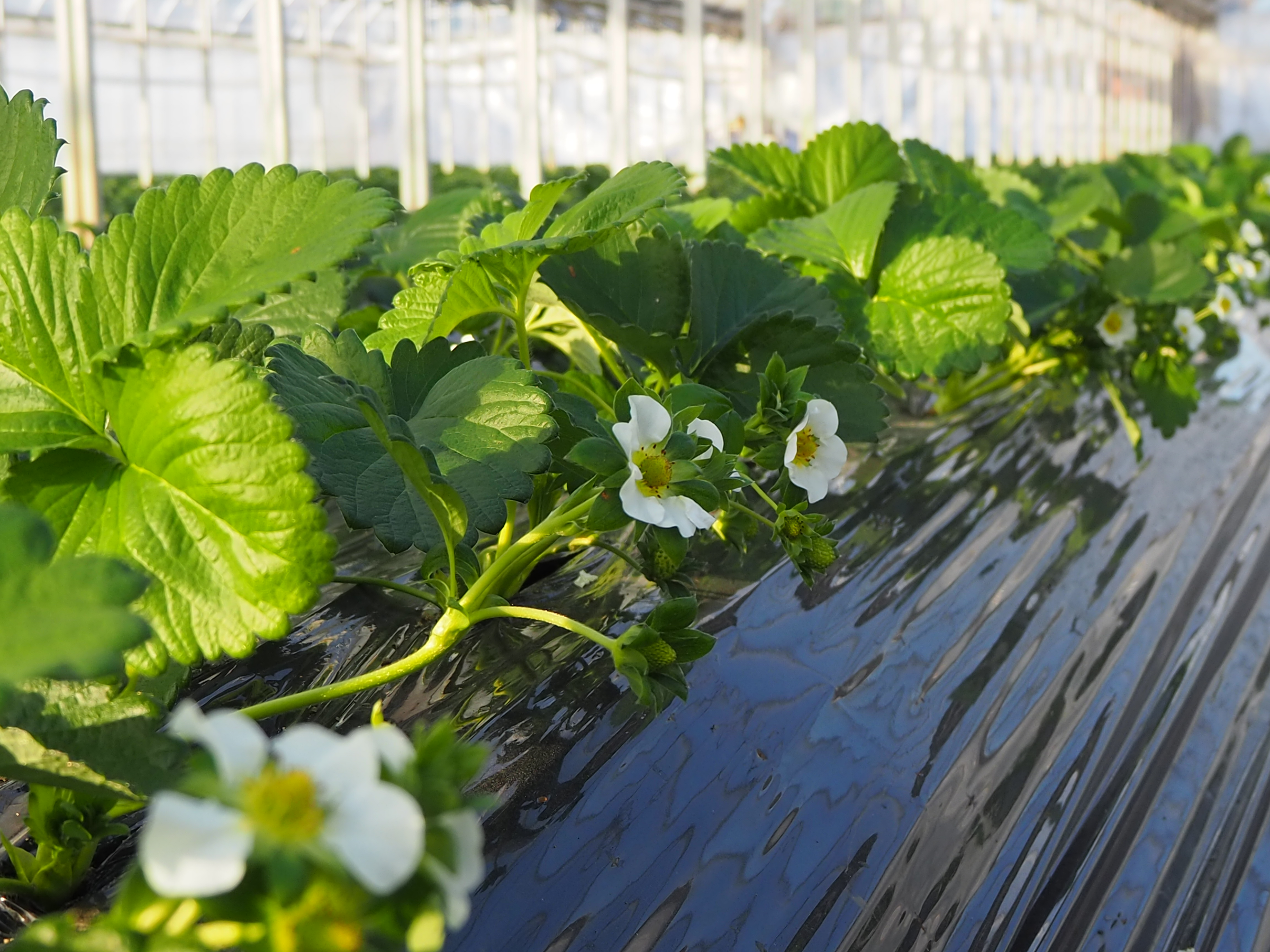 いちごの成長過程の写真