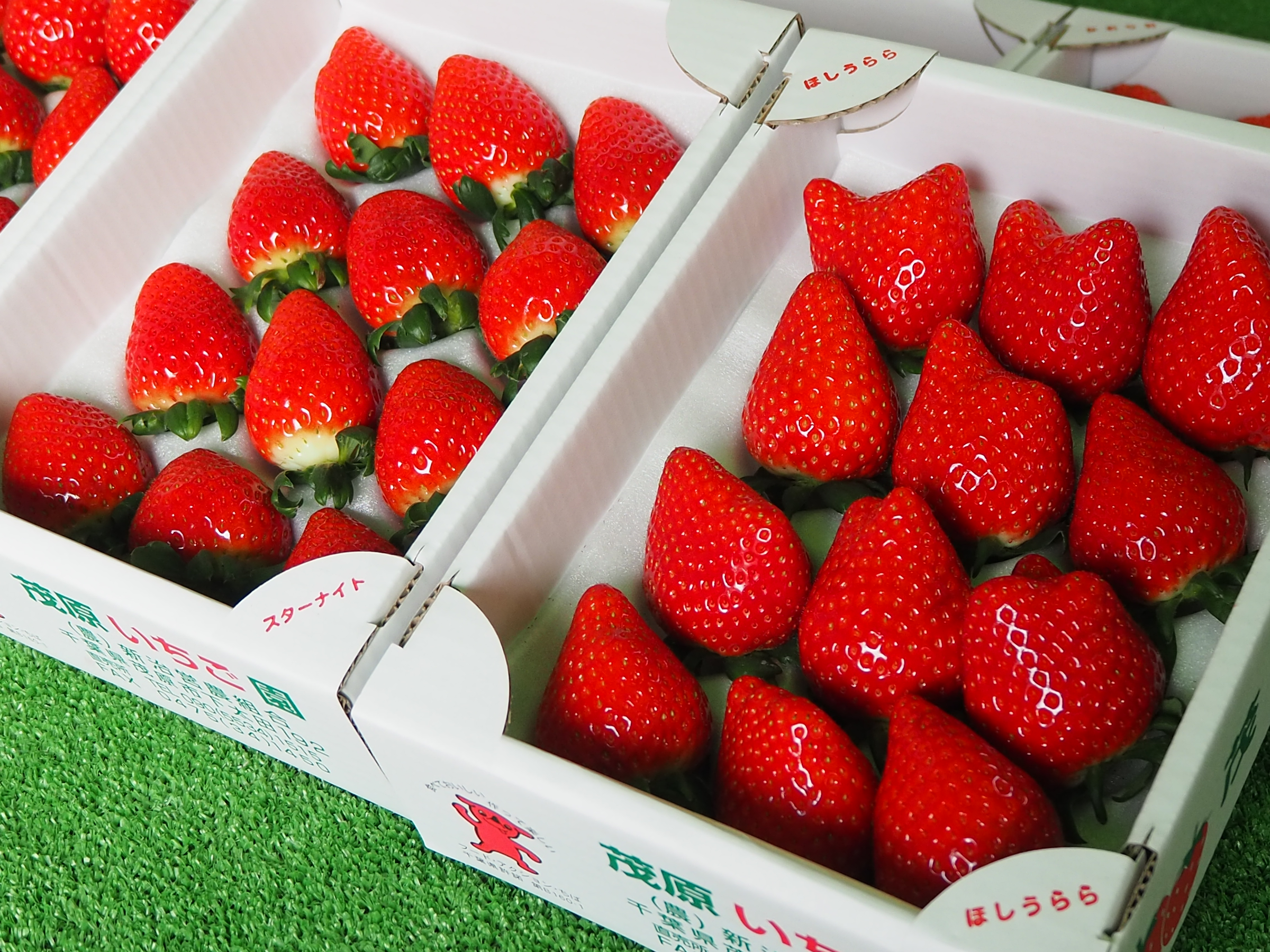 箱詰めいちごの写真