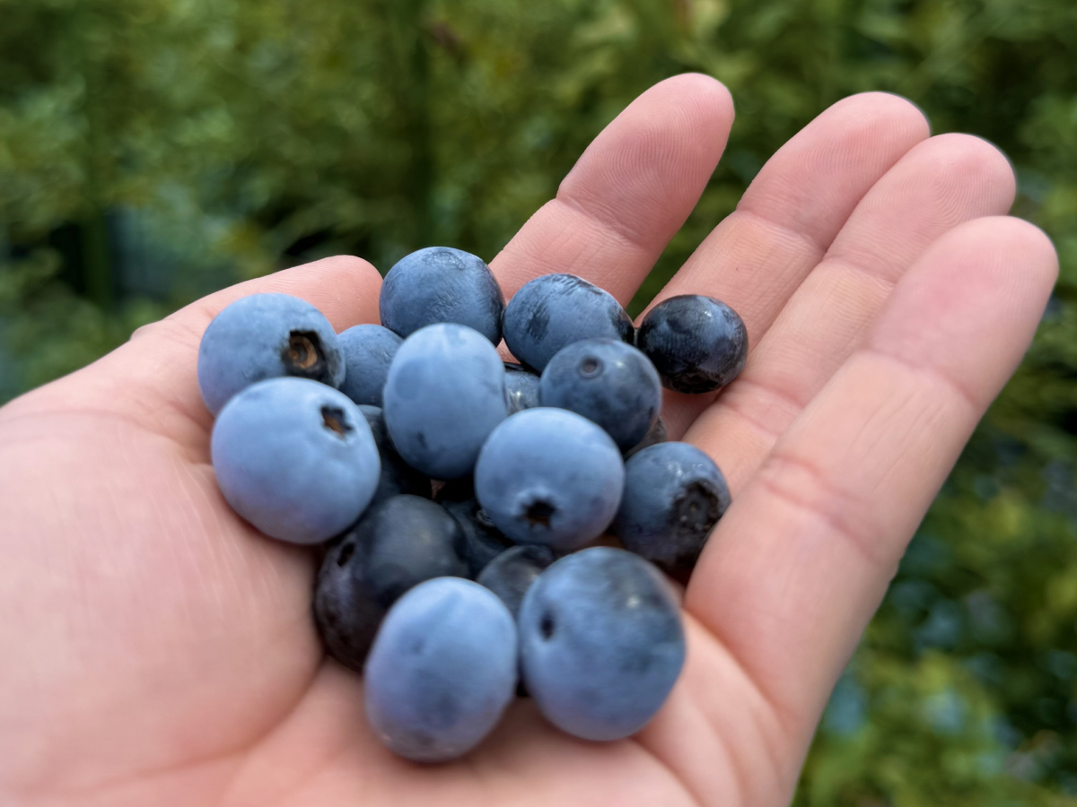 ブルーベリーの写真