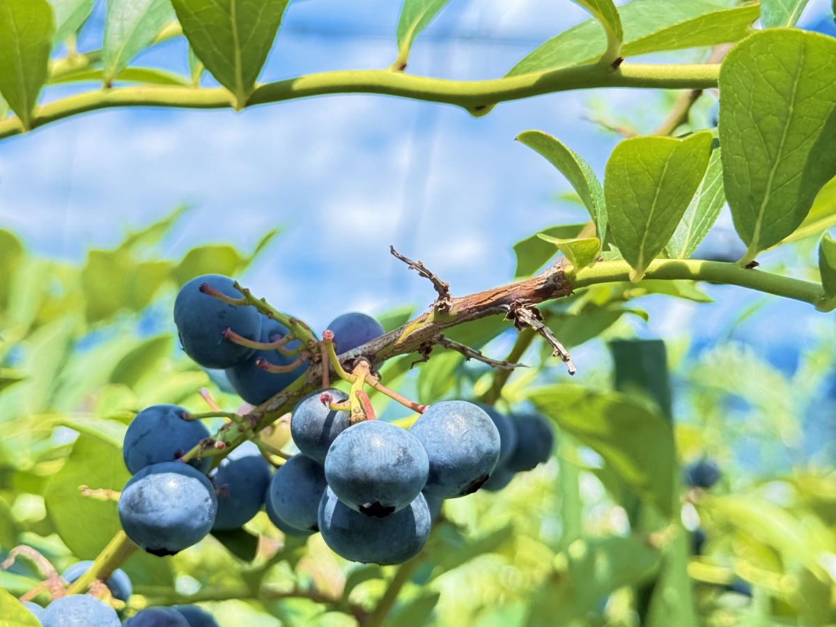 ブルーベリーの写真