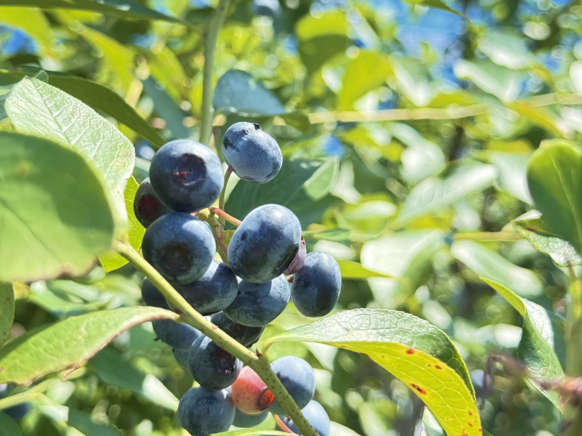 ブルーベリーの写真