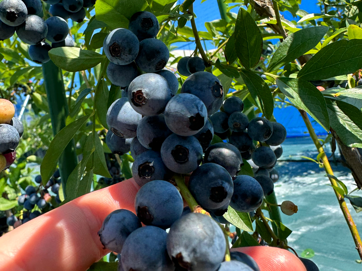 ブルーベリーの写真