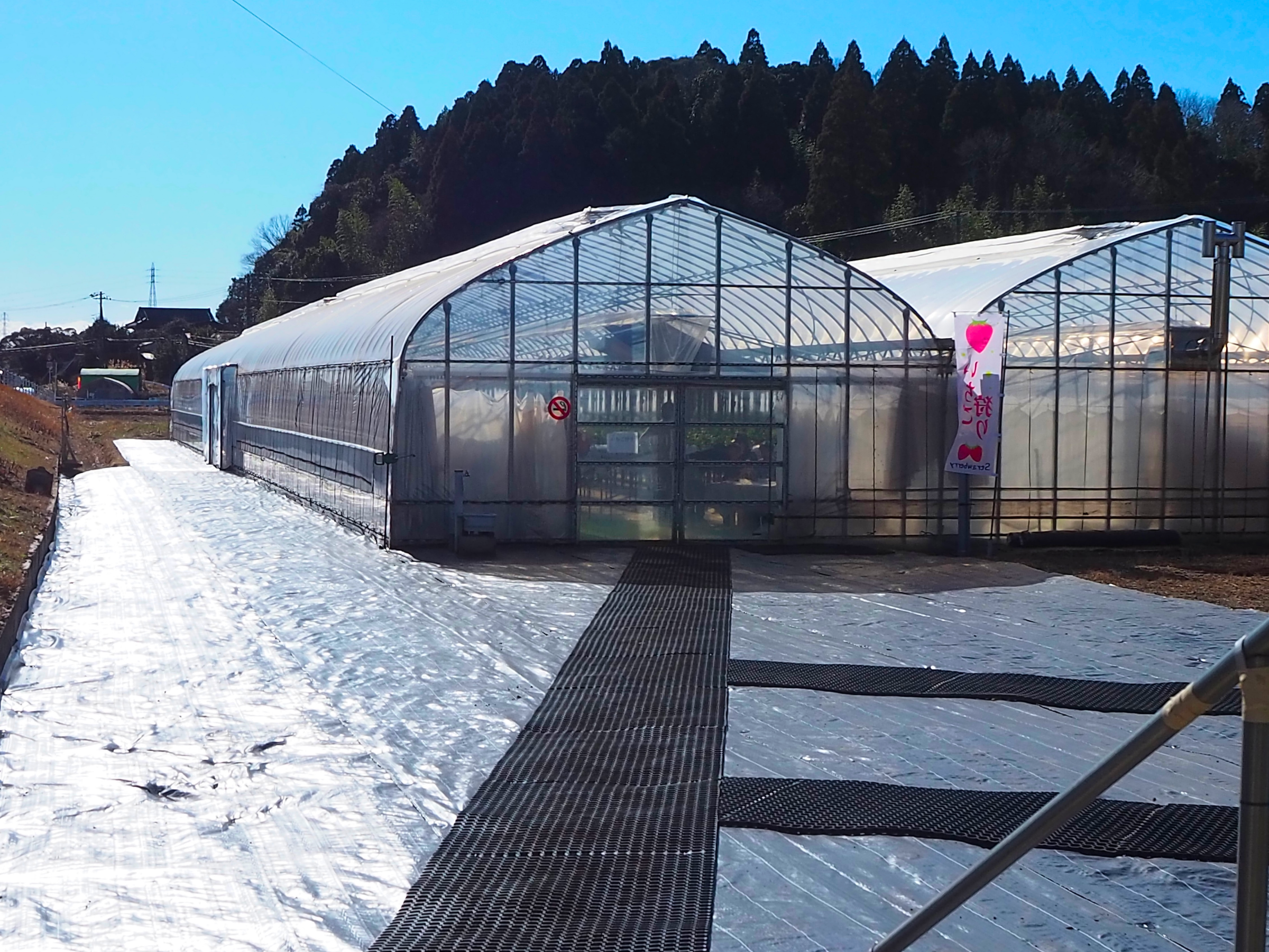 いちご狩りハウスの写真