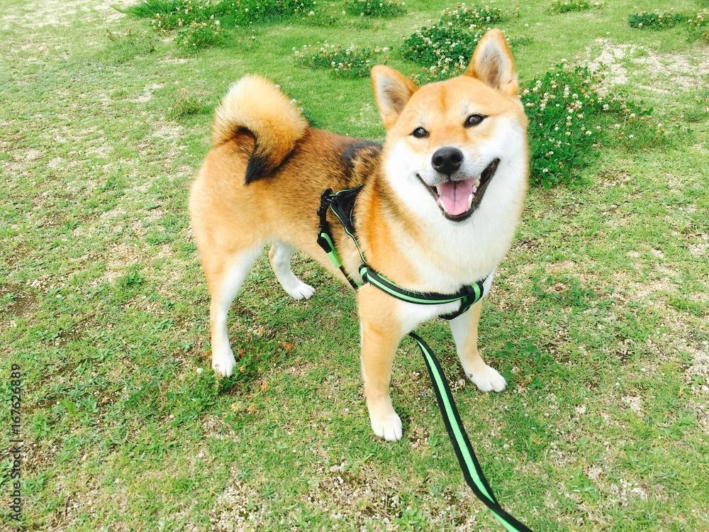 ご依頼の流れ・サービス紹介[柴犬]/ご依頼を検討中のお客様へ/相談・お見積り