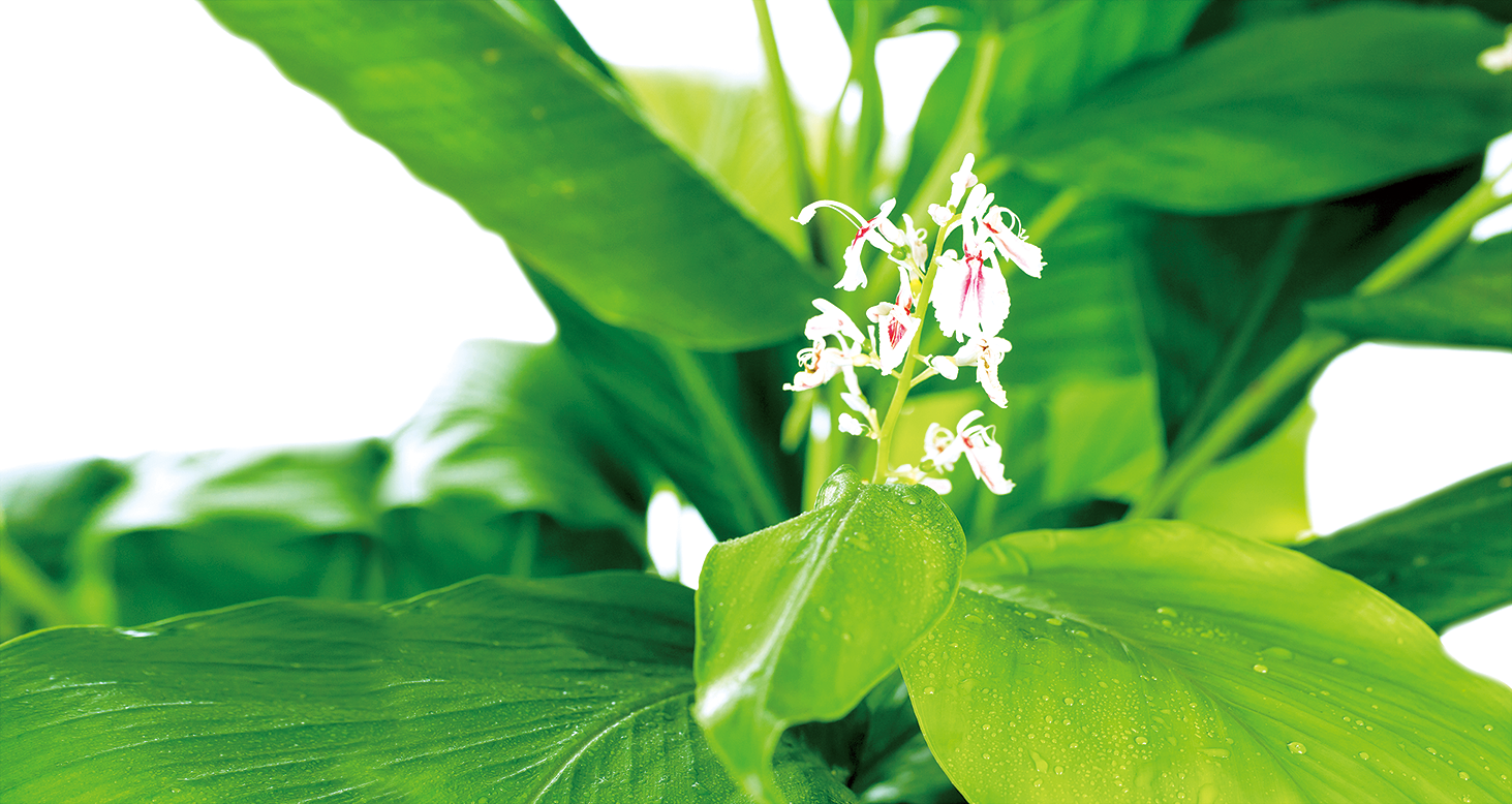 アオノクマタケランの写真