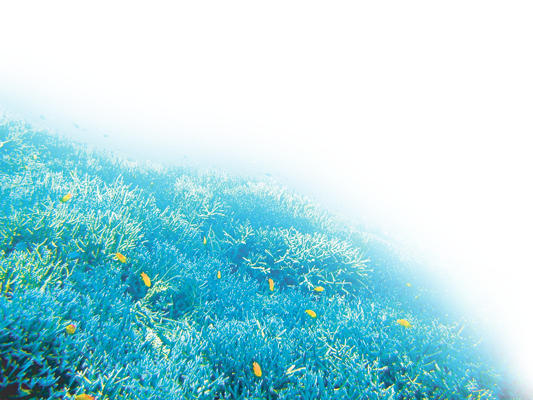 ５つのフリーをイメージさせる綺麗で美しい珊瑚の写真