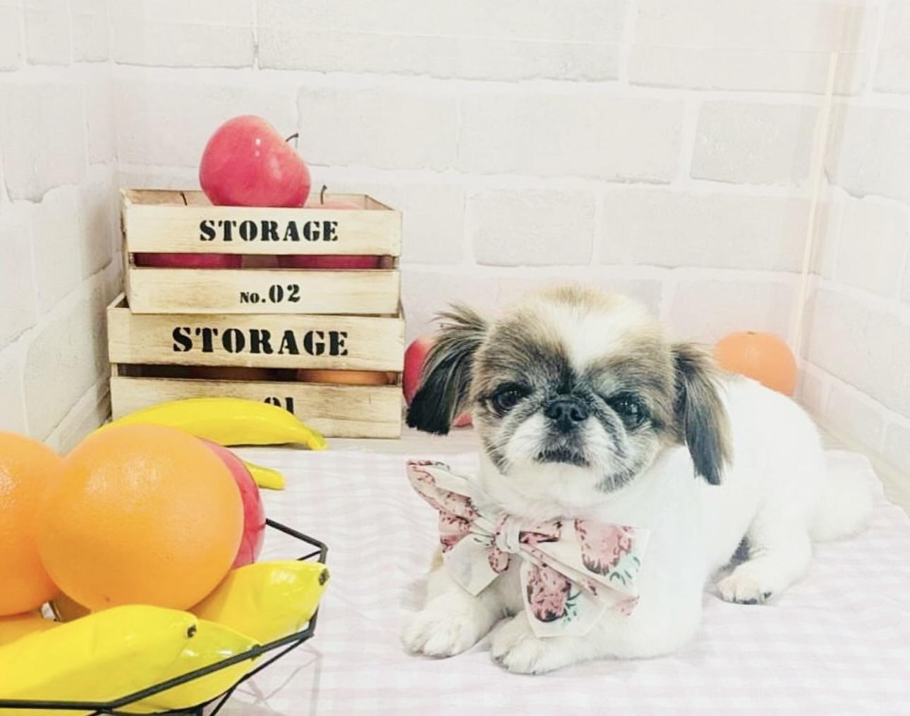トリミング後ワンちゃんの画像