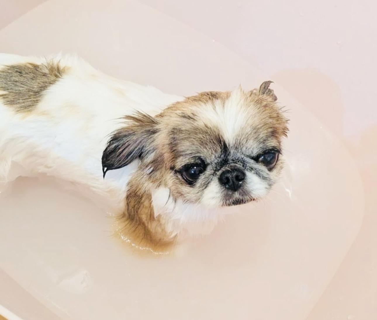 アロマバス中のワンちゃんの画像