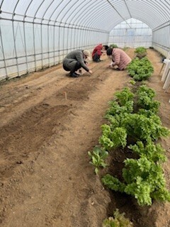 ハウス内の畑で種植えをしています