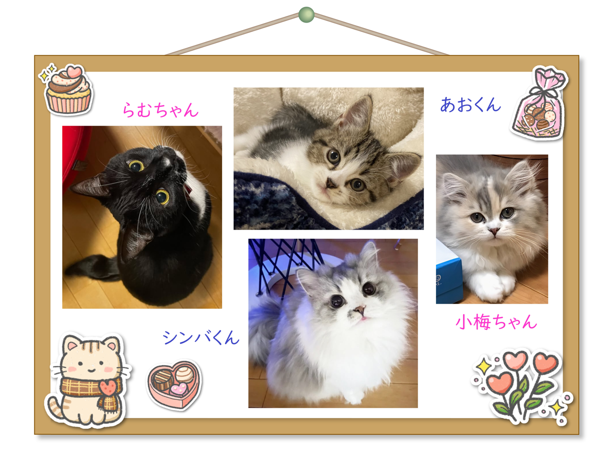 我が家のねこ自慢コーナー！かわいいお写真（印刷物）を店内パネルに飾らせていただきます♪