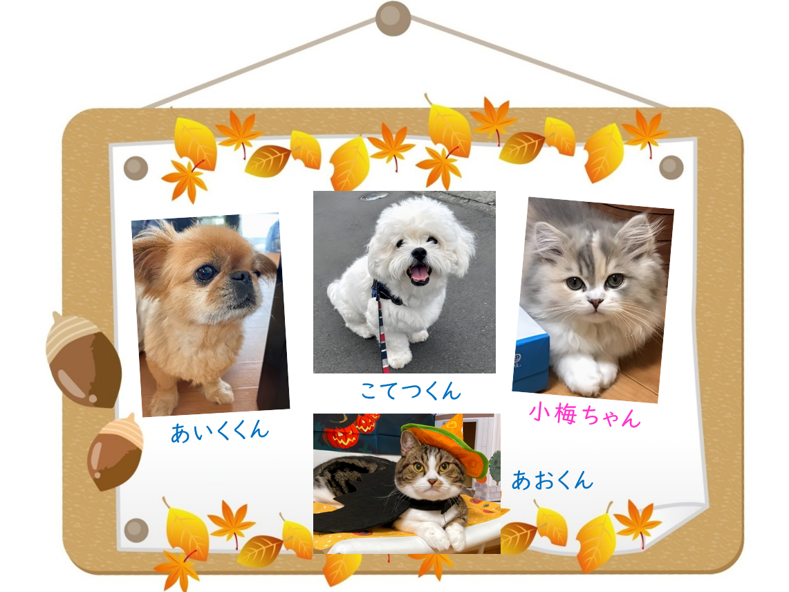 我が家のねこ自慢コーナー！かわいいお写真（印刷物）を店内パネルに飾らせていただきます♪