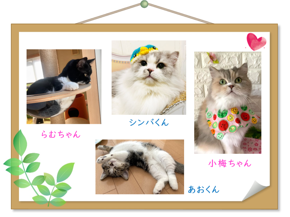 我が家のねこ自慢コーナー！かわいいお写真（印刷物）を店内パネルに飾らせていただきます♪