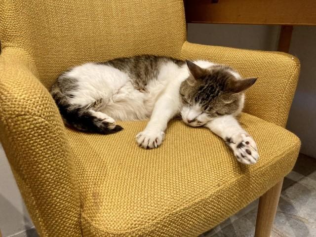 ペットがマットレスに粗相をしてしまったマットレスクリーニング