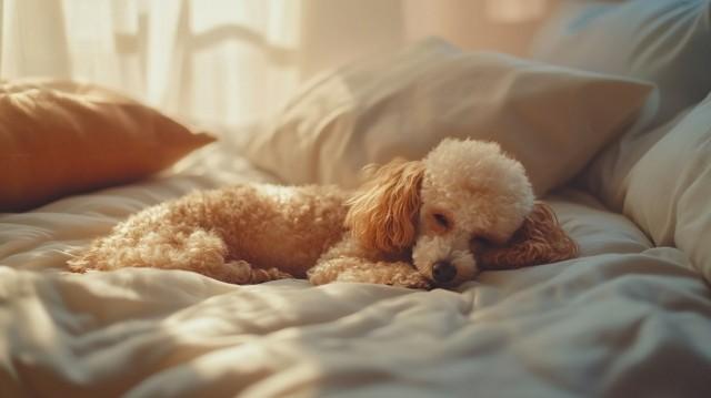 犬がマットレスにおしっこをしてしまったマットレスクリーニング