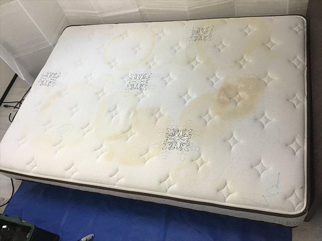 横浜市中区で施工したシーリーマットレスのペット粗相跡