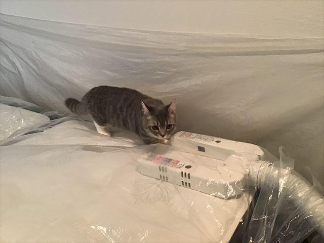 猫がマットレスにおしっこをしてしまったマットレスクリーニング