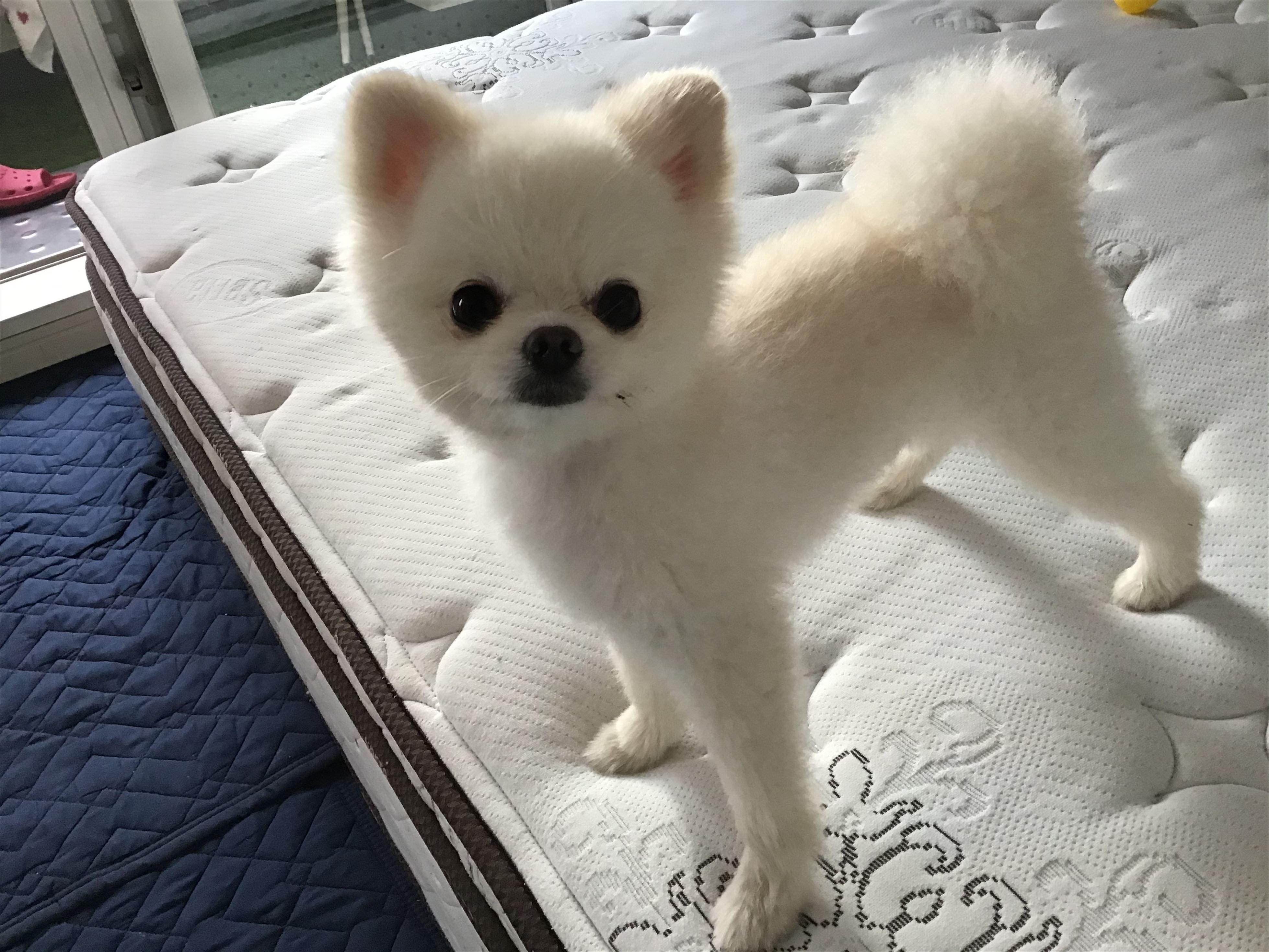 犬がマットレスにおしっこをしてしまったマットレスクリーニング