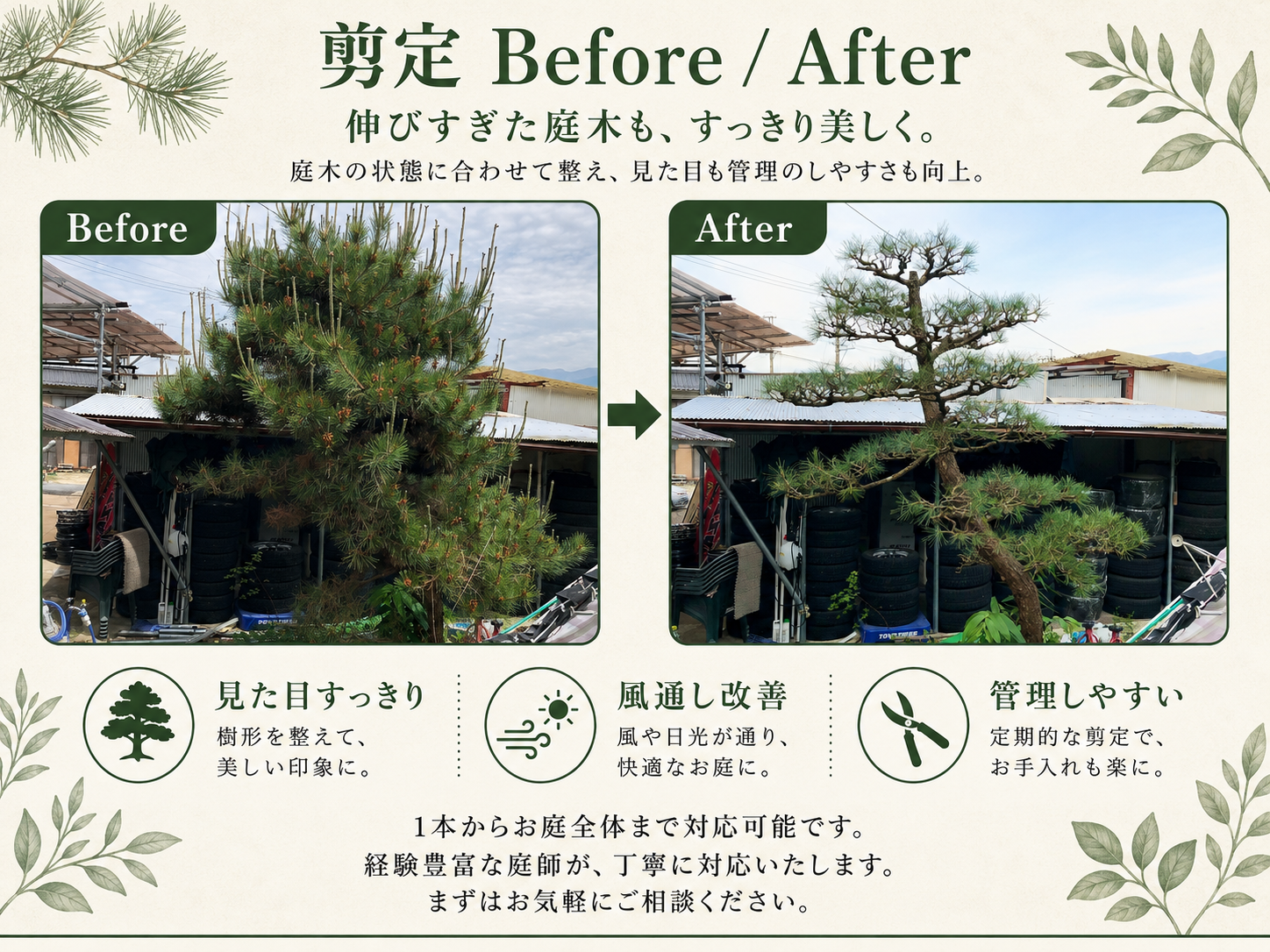 一宮市近郊の庭木剪定事例 伸びすぎた樹木を剪定して風通しの良い庭へ整える幸樹　松の剪定　一宮