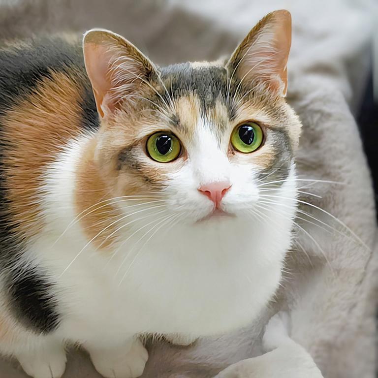 ぎんねこページ 純金オブジェ 「ねこ」 | 高品質 金・プラチナ