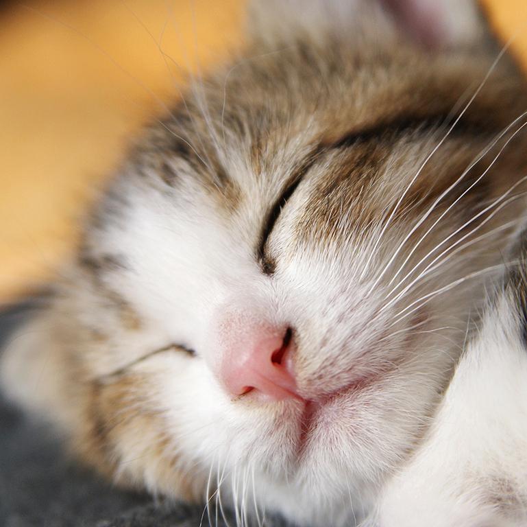 猫ちゃんのお世話