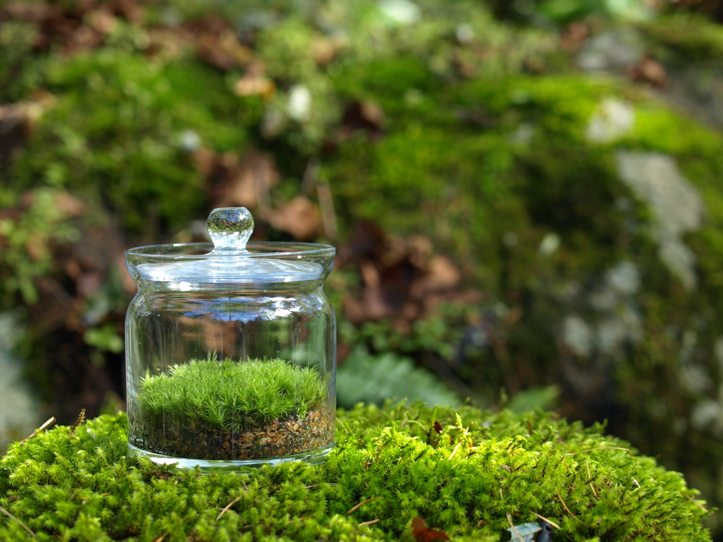 加古川市の苔テラリウムなら ちいさな苔屋さん