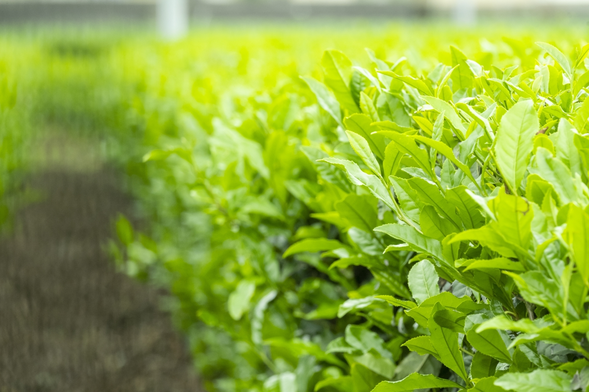 狭山茶の茶畑で育つ新鮮な茶葉