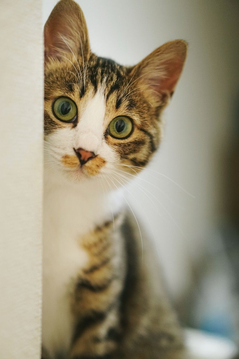 発達障害バー・BAR The BRATs[公式HP]