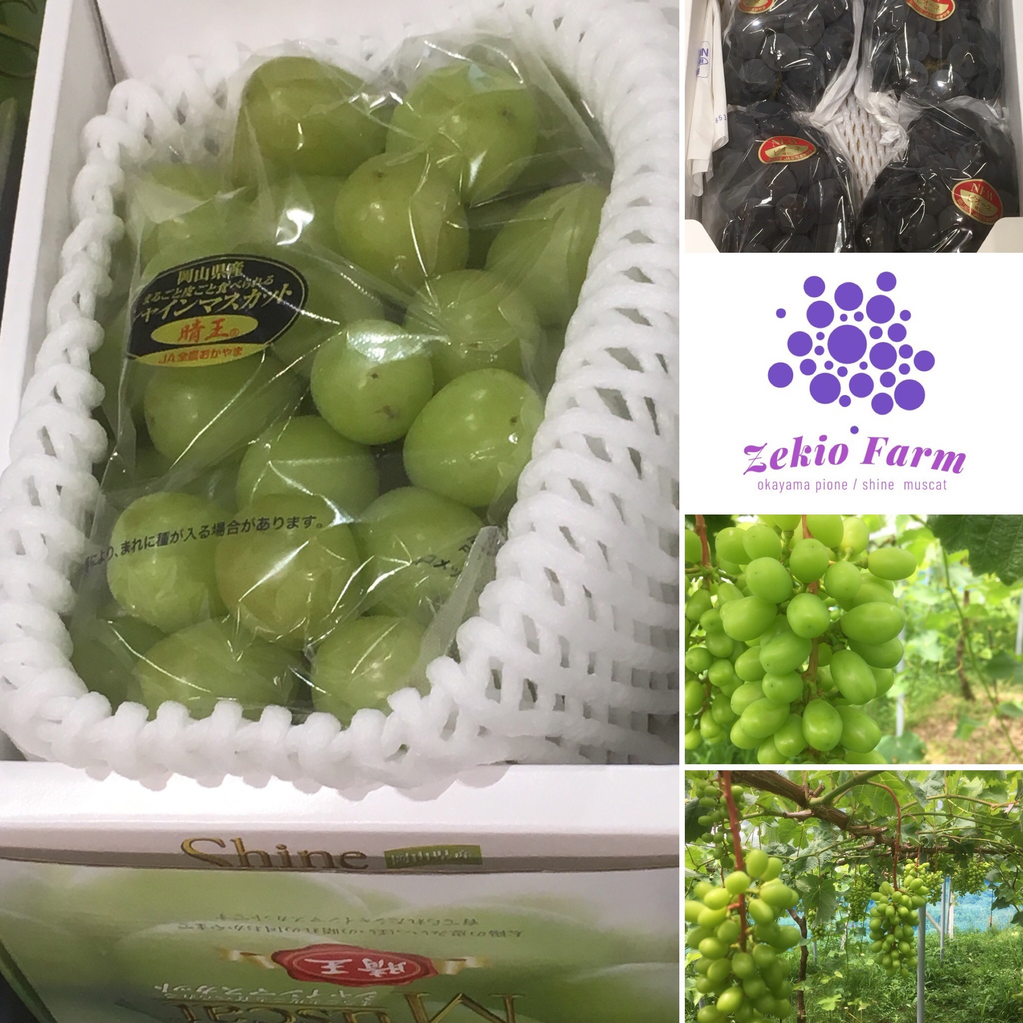ぜきお農園 ぶどうclub zekiofarm