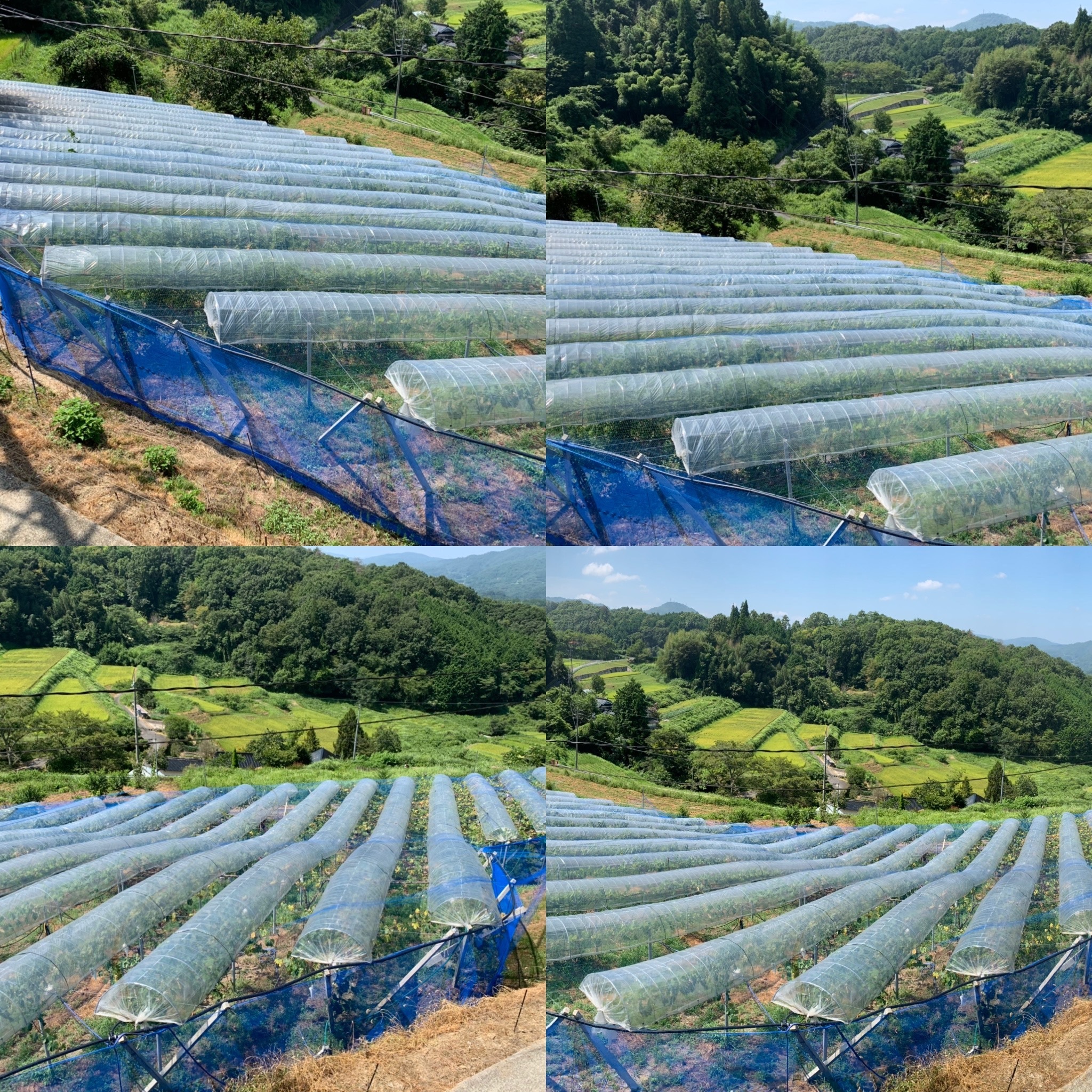 ぜきお農園 ぶどうclub zekiofarm